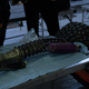 This coilover was designed for the punishment of Dakar. Imagine the force it took to bend it this badly.